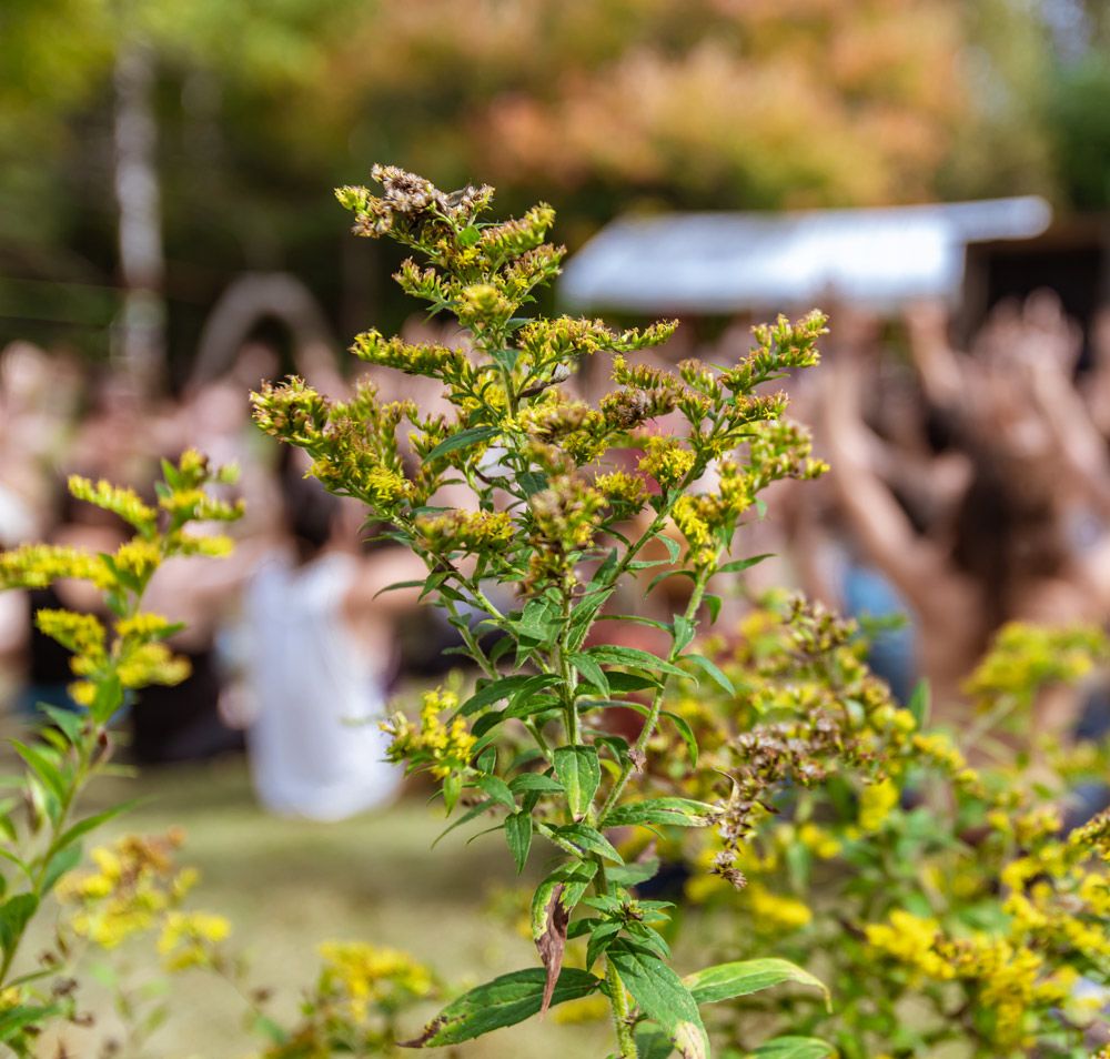 Le programme du festival
